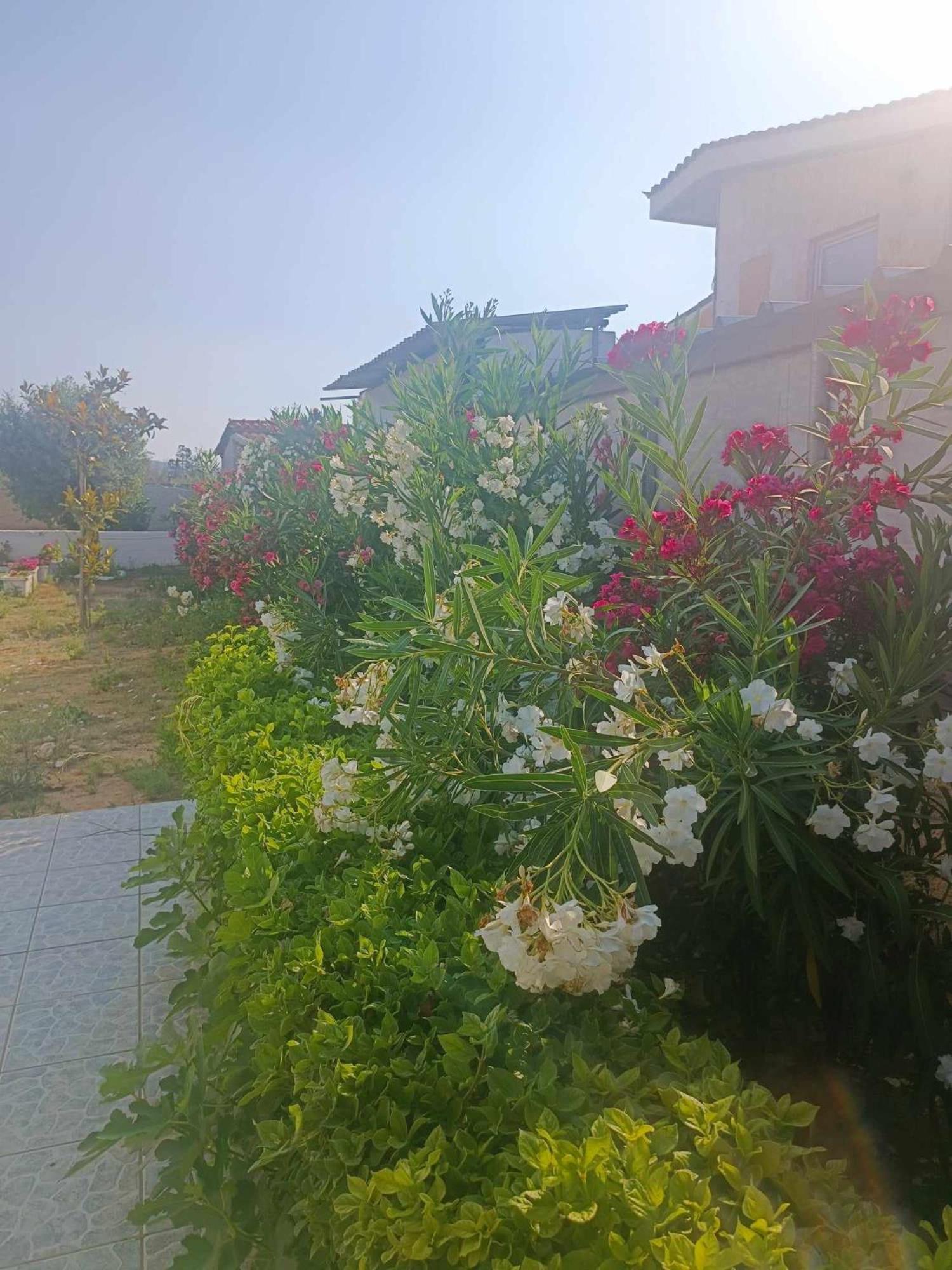 New Olivka House Villa Anavyssos Luaran gambar